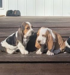 basset hound puppies ready to go!
