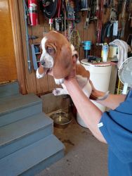 Basset Hound Puppies for rehoming