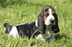 Basset hound Pets Farm offers Best quali