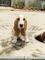 Basset hound male puppy for sell