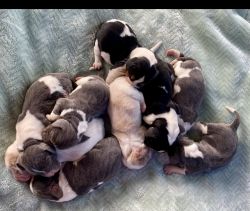 AKC Basset Hound Puppies