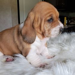 Cute male and female bassethound puppies