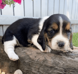 Male and female Basset Hound puppies