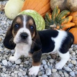 Basset Hound Puppies for sell male and female