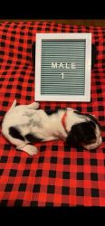 CKC Registered Bassett Hound puppies for sale