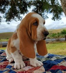 AKC Basset hound puppies available