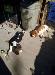 Basset hound puppies ready to go now