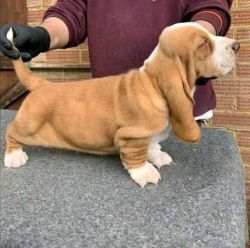 Basset Hound Puppies for sale/Adpt California USA [Dog] Basset Hound