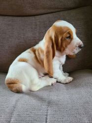 Basset Hound Puppies for Adoptions / sale USA [Dogs] Basset hound