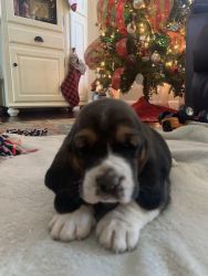 Basset Puppies for Sale