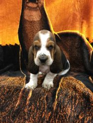 Basset Hound Pup!