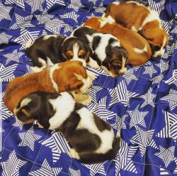 Sweet and Lovely Basset Hound Puppies For Sale.