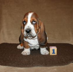 Basset Hound Available