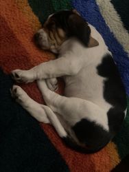 Adorable 8 week old basset hound