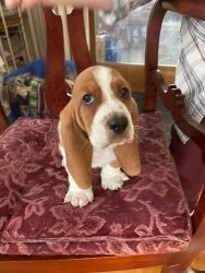 basset puppies looking for loving homes queensbury ny