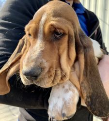 Basset Hound Moby- Male
