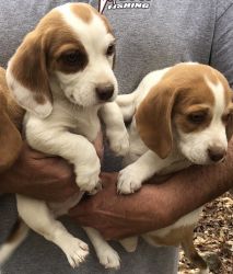 Beagle/Basset Hound mix puppies