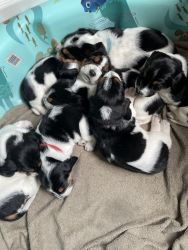 7 Bassett Hound Puppies