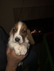 Basset hound puppies for sale!