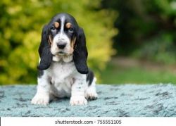 Basset hound puppies for sale at Pets Farm Pets Farm offers Best quali