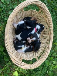 Basset Puppies Available