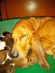 Bassett hound pups