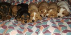 AKC REGISTERED Basset Hound Puppies