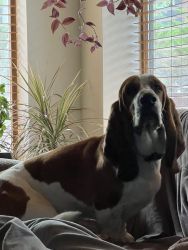 Bassett hound for sale
