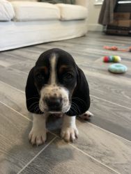 7 Week Old Basset Hound Puppy