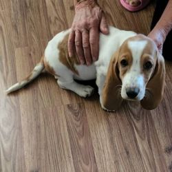 Basset hound puppy female has all shots sweet and playful