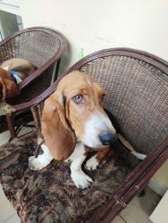 Healthy fully Vaccinated Basset Hound for Sale