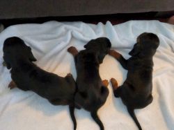 Akc basset hounds
