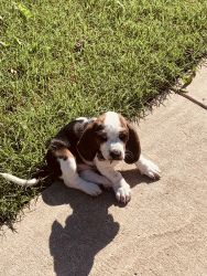 Basset hound-Male-3 months old