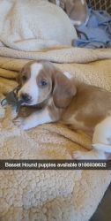Beautiful Basset Hound Puppies October 2022