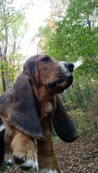 AKC Basset Hound Puppies NC $750 Available Now