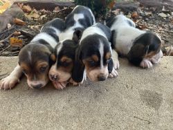 Southern bassets almost ready for their new homes!