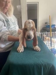 8 week old male Bassett hound