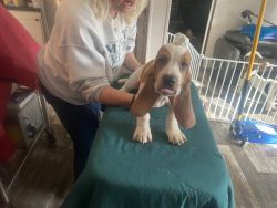 Bassett hound born 9-16-22
