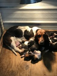 Basset hound puppies in time for Christmas