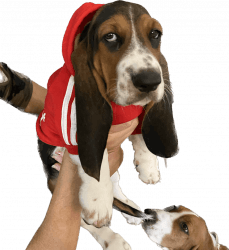 Basset Hound Puppy