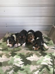 Basset hound puppies Ready in time for Christmas