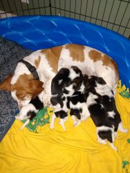 Purebred Basset Hound Puppies