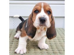 Basset hound puppies for Sale