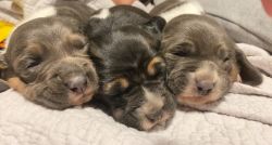 MKAye Pups, AKC basset hounds! 4 weeks old on December 20th.