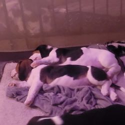 BASSETTHOUND/Beagle puppies