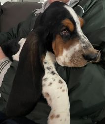 1 year old Basset Hound for sale