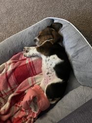 I’m selling my 8 weeks female basset hound