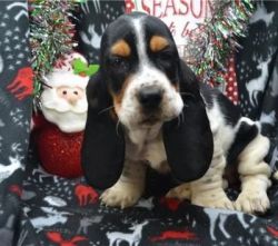 Adorable reg Basset Hound puppies for sale.