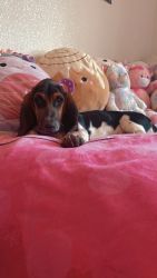 Basset hound girl looking for a new home in sunny Az