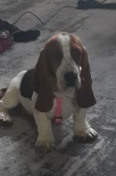 Bassett Hound Puppy for Sale